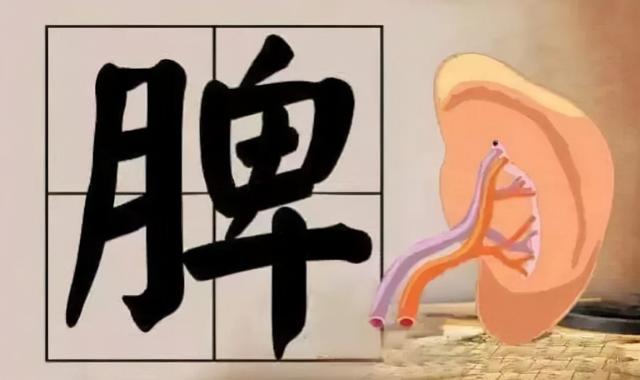 脾虚的人，可能会出现以下几种症状，此时或需补脾了