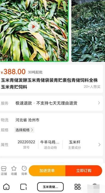 小麦青储疑云，把没熟的麦子割了怎么可能更赚钱？