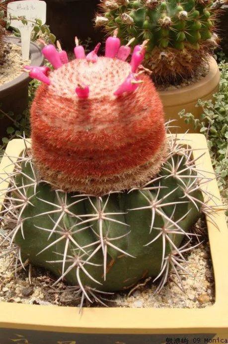 美花欣赏：仙人球开花，美不胜收