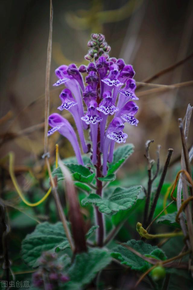 黄菊花的花语