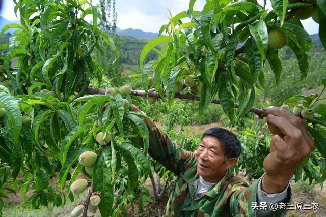 只要一片甲硝唑，桃树长得快，结果多，香甜色泽好，增产又增收3