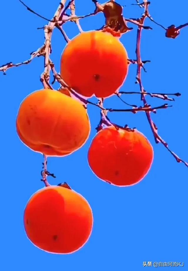 鲜花盛开，姹紫嫣红，争奇斗艳，美不胜收