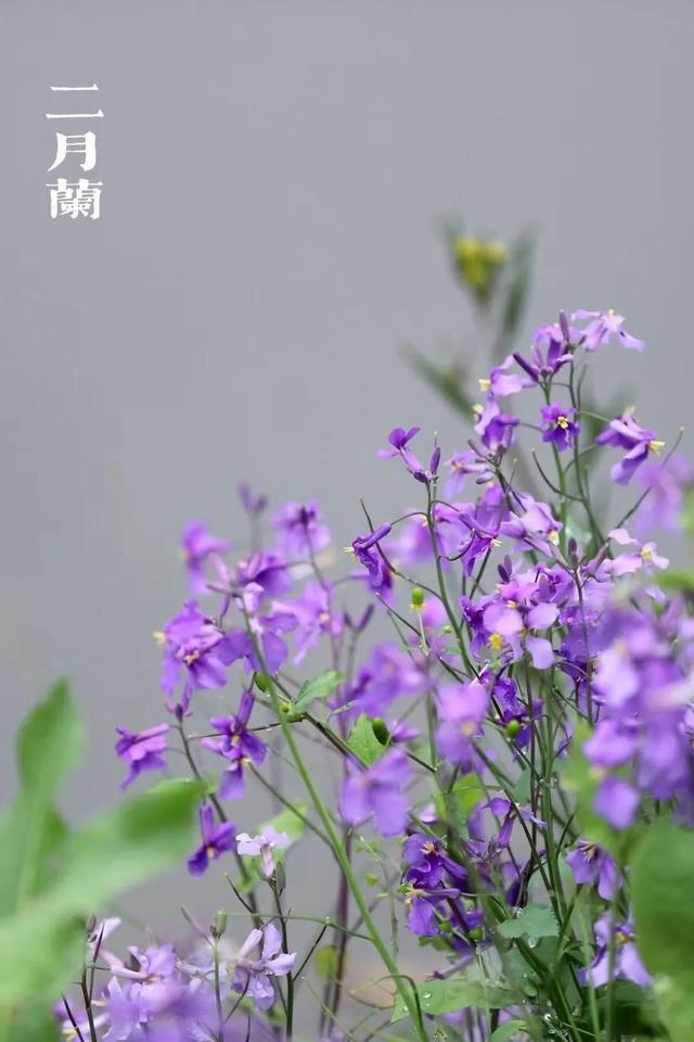 散文：愿往后余生，慢煮岁月，不惧苍老，平平淡淡、从从容容