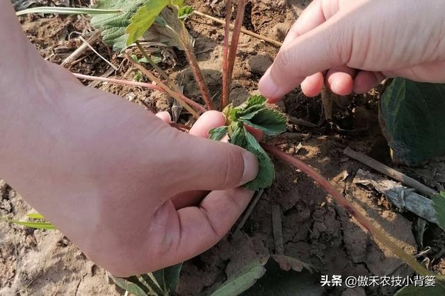 土传病害难防治，但未必不能根治，关键是要找对防与治的方法6