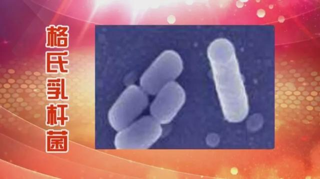 益生菌、益生元、合生元，到底该怎么吃、怎么选？