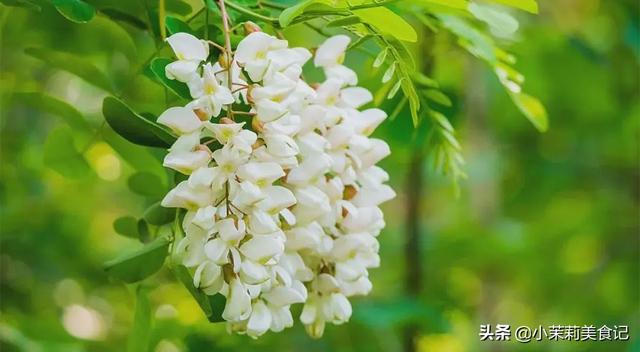 清明后，这5样野菜快老了，每样多摘点保存，一年都有“春菜”吃