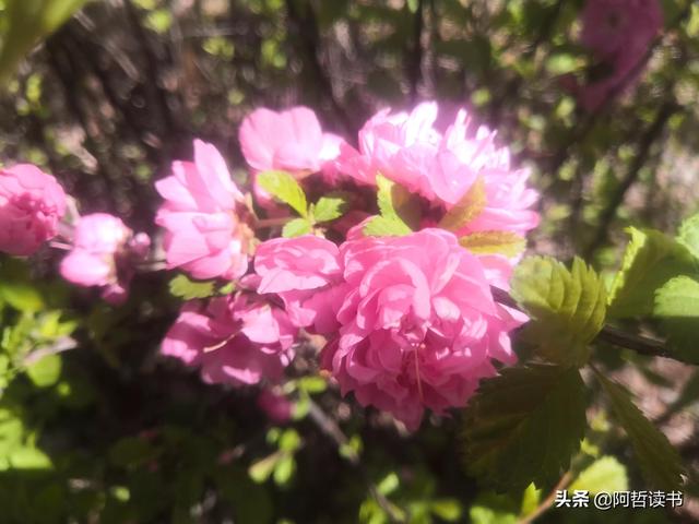 榆叶梅，是绿叶对鲜花的赞美，更是花与叶的相互点缀，相依相偎
