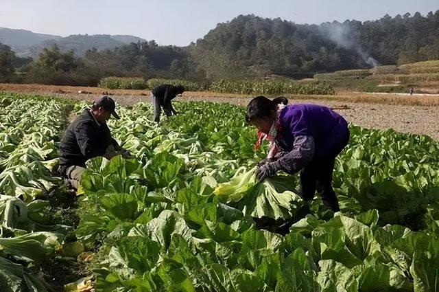 自毁长城的“土坑酸菜”，13万菜农如何自救？