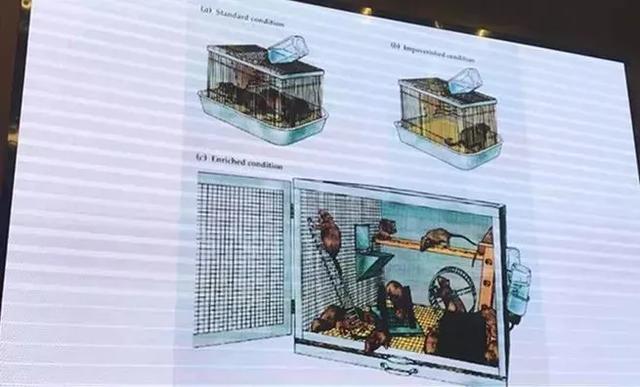 如何抓准年龄节点发展孩子大脑？脑科学家权威分析：只需把握5点