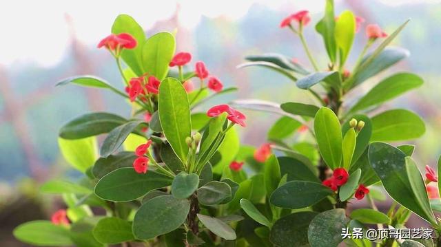 6种适合花园种的开花植物 花开不断 常年有花 新闻时间