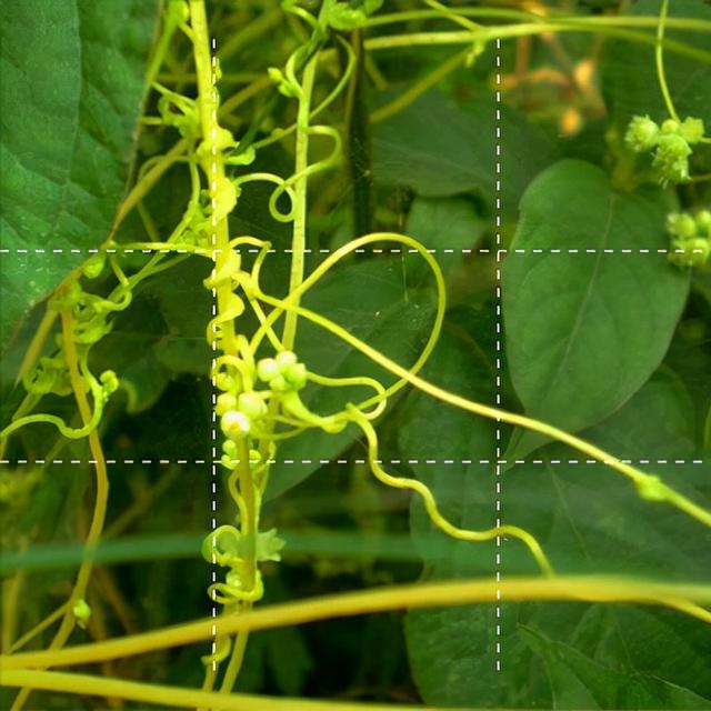 129、植物病害的概念及判断病害的依据5