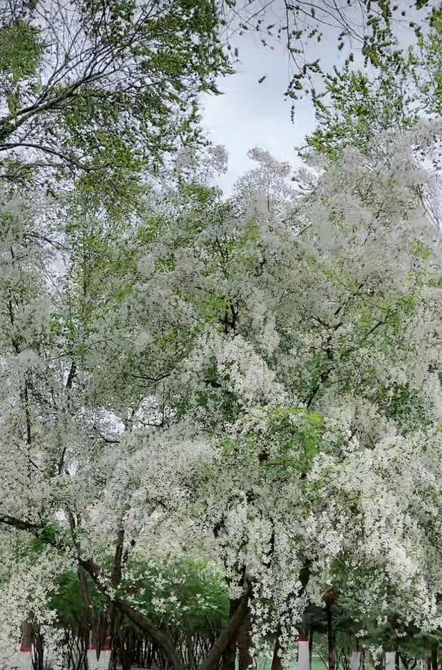 白海棠花如雪