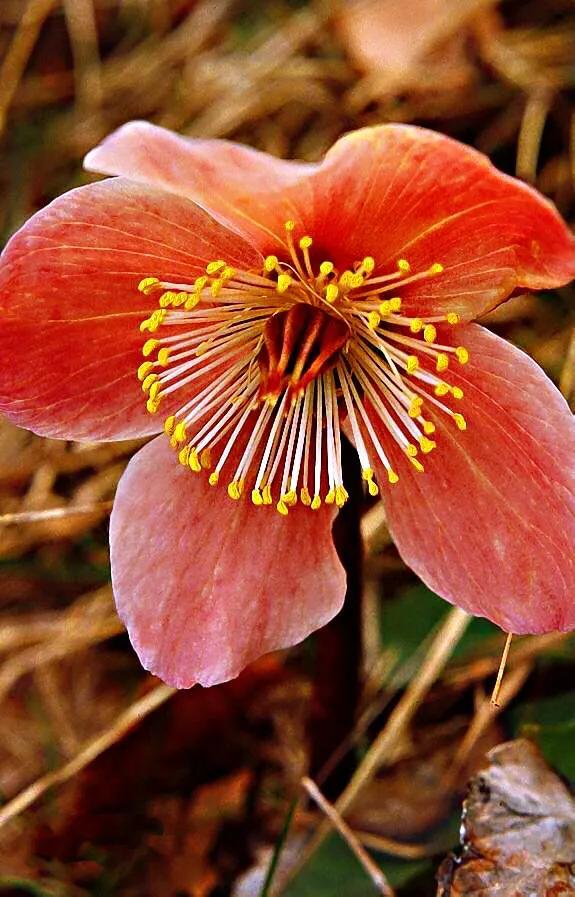 冬蔷薇～以晚秋至早春开花(常在雪天)着名
