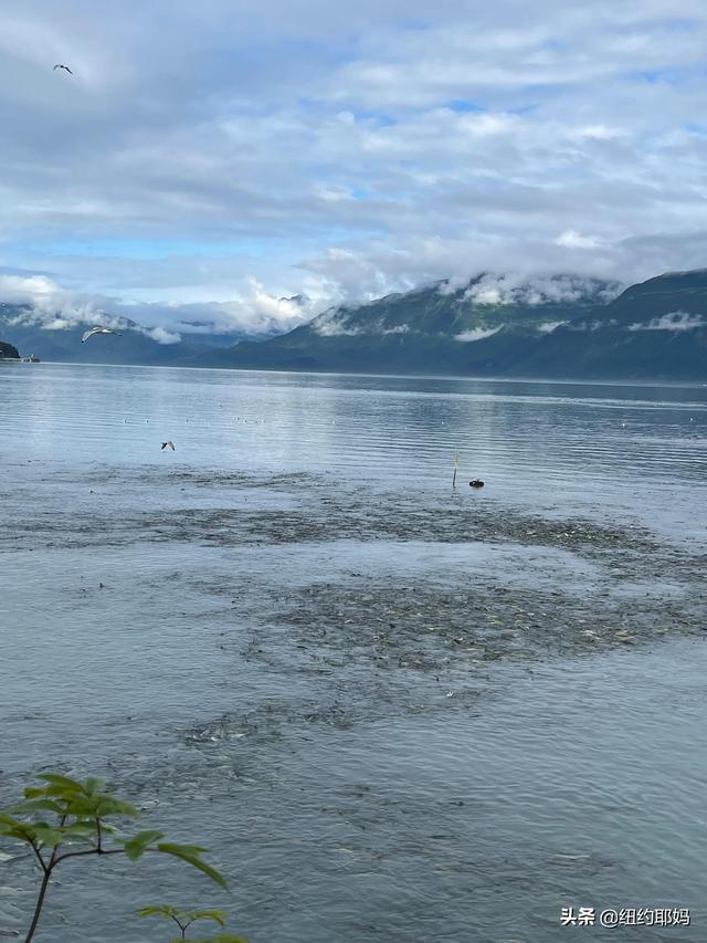 夢幻荒野阿拉斯加（14）Valdez看熊抓魚和三文魚洄遊