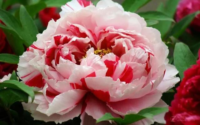 美丽的鲜花，姹紫嫣红，令人心情大好