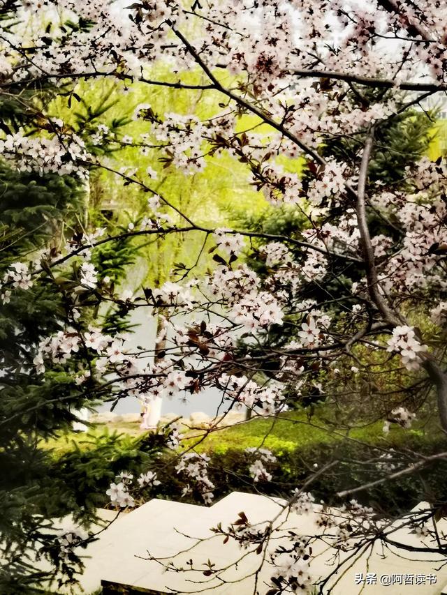 花香习习，垂柳依依，一花一世界，一树一菩提，淡妆浓抹总相宜
