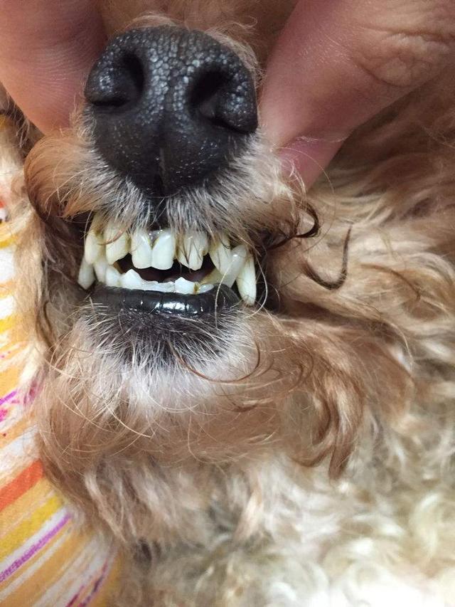 怎么看狗狗的牙齿年龄,教你根据狗狗的牙齿