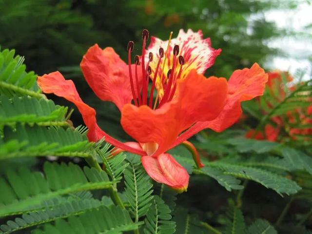 凤凰花花语 凤凰花花语（凤凰花花语与寓意） 生活