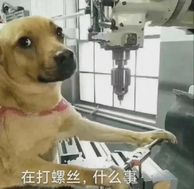 可爱的萌狗表情包（可爱狗狗表情包合集）(7)