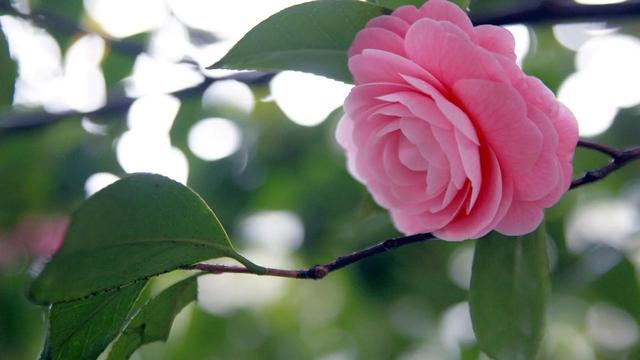 山茶花图片