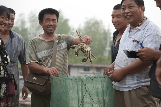 螃蟹吃什么食物