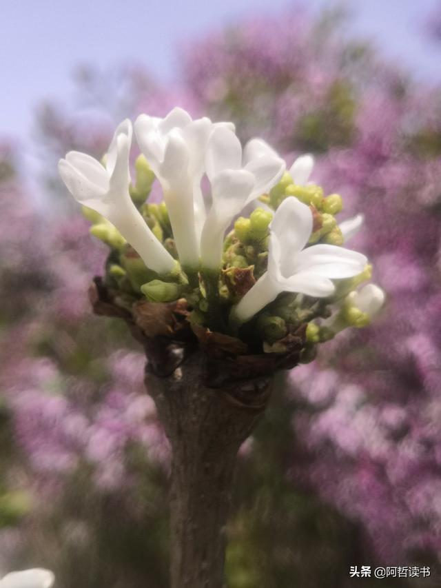 千千结里，暮春意徜徉，紫气更芬芳，丁香粉黛满城香