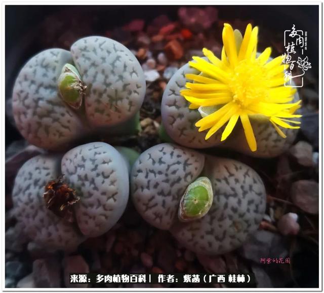 郑州新型泥土洗砂机