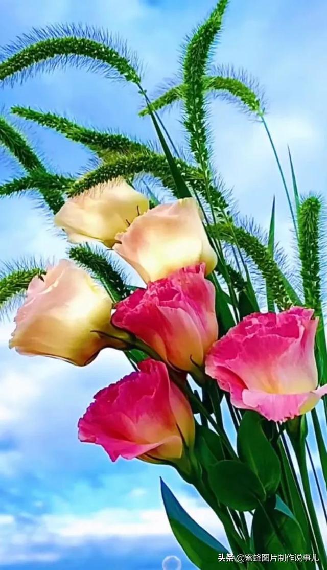 精美高清鲜花壁纸,漂亮鲜花送给您_犇涌向乾