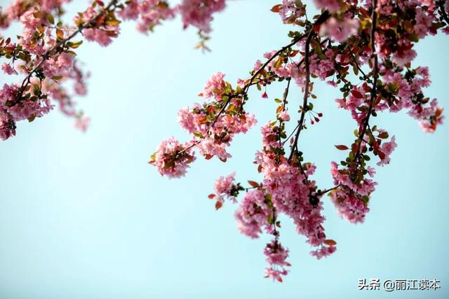 一个爷爷两个爹！丽江人，别再傻傻分不清樱花和海棠了