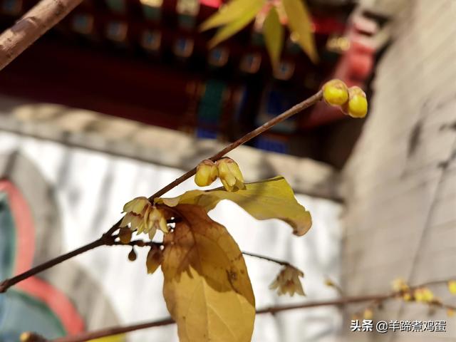 未等冬寒至 梅已報春香——北京中山公園臘梅提前綻放 盡顯芬芳