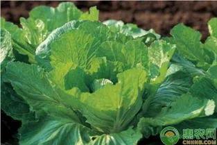 萝卜、白菜和土豆