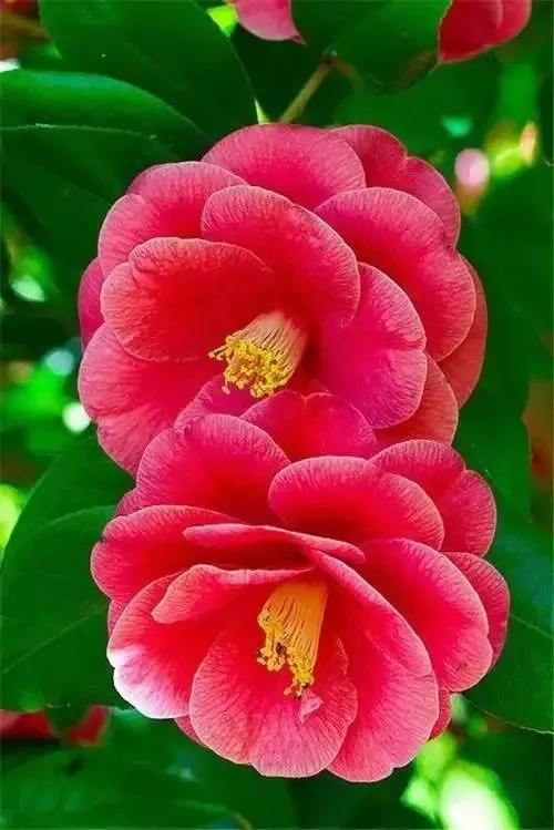 鲜花盛开，五颜六色，姹紫嫣红，一起来欣赏美景吧