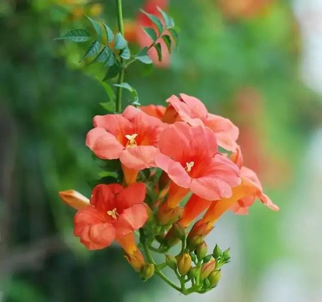 散文诗：凌霄花