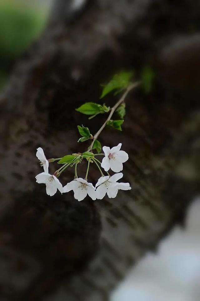 老树开花孙潇潇大结局图片