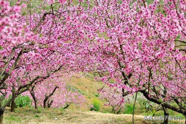 石榴花语