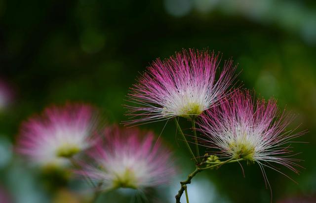 苦情花