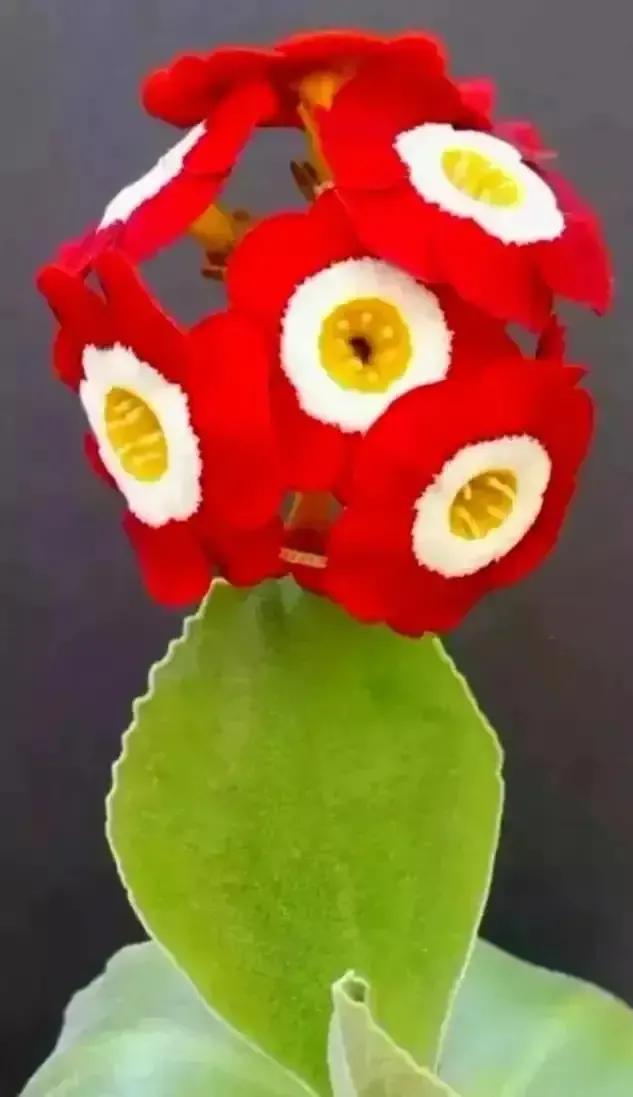总有一朵花养了你的眼，总有一首歌怡了你的心