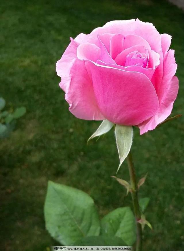 美丽的鲜花，姹紫嫣红，令人心情大好