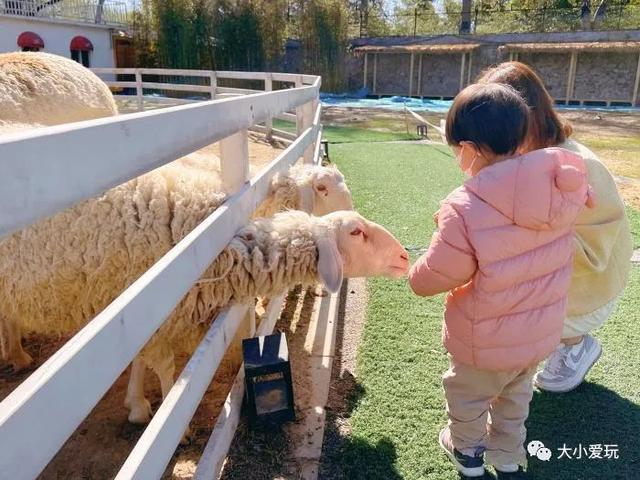 小学生拓展训练的项目有哪些