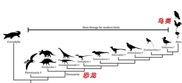 原来鸡也是恐龙的后裔