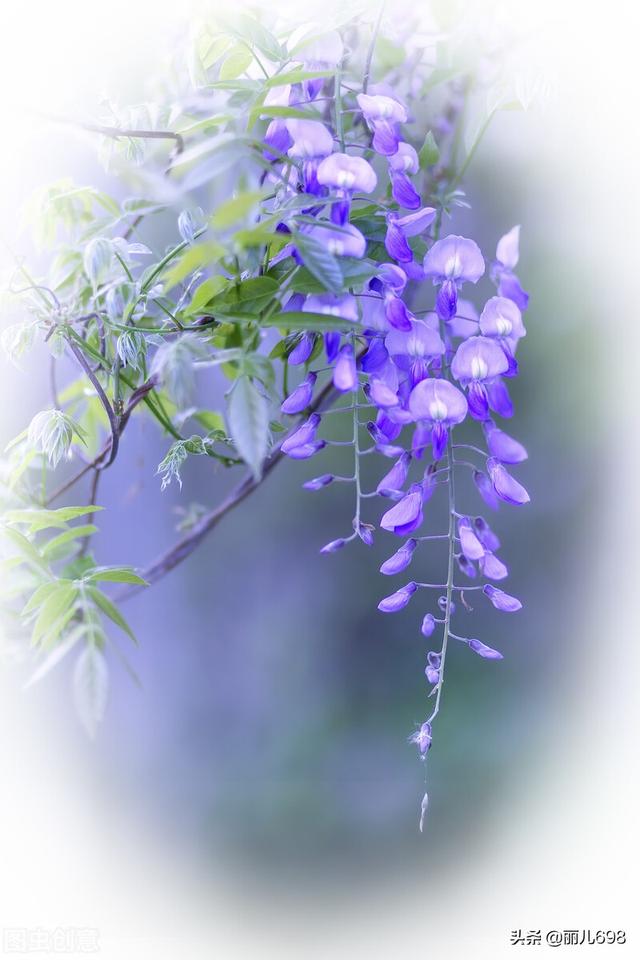 藤花前——独过静心斋