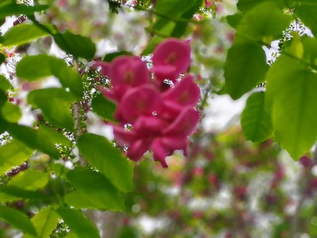 红色的槐花