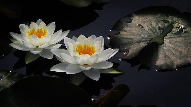 反“连花清瘟”还是反中医？盘点近代史上反中医的强硬派