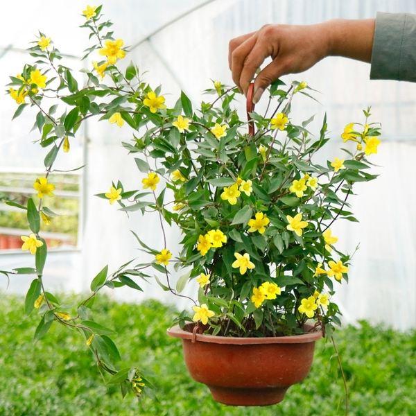 风信子花香有毒吗