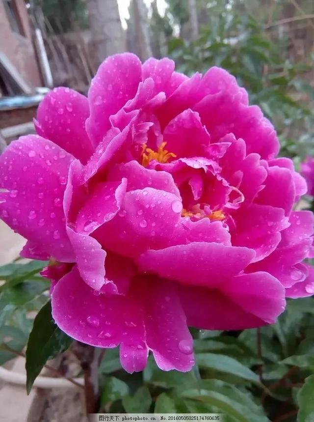 分享图片，与鲜花相伴，过美好人生
