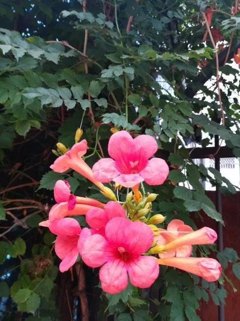 凌霄花开红艳艳