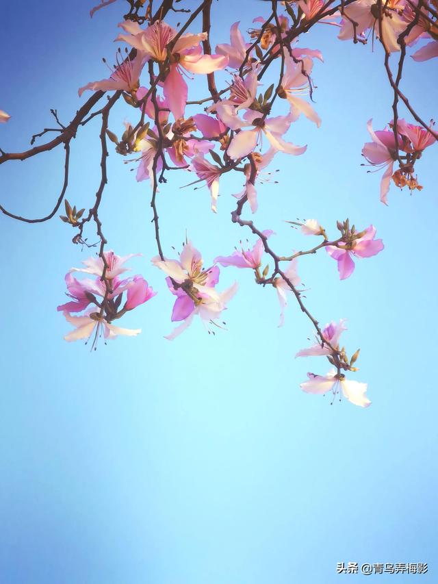 三月繁花雨，平凡日子也是美