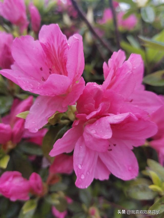 只为杜鹃来开花