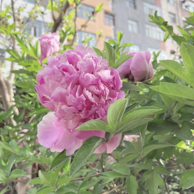 春日无尘日 晴好光明媚 百花开灿烂 万物显生机 元姆
