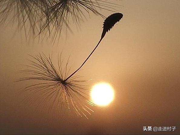 植物传播的方法